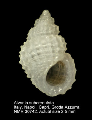 Alvania subcrenulata.JPG - Alvania subcrenulata(Bucquoy, Dautzenberg & Dollfus,1884)